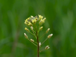 Lnička drobnoplodá (Camelina microcarpa) – Lars Porta / Shutterstock