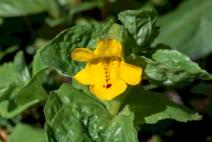 Kejklířka skvrnitá (Mimulus guttatus) – Nick Pecker / Shutterstock