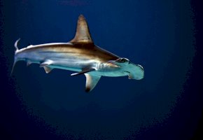 Kladivoun obecný (<em>Sphyrna zygaena</em>) – David Clode / Unsplash