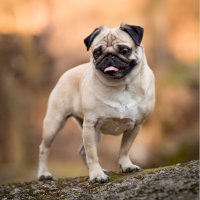 Mops – marketalangova / Shutterstock