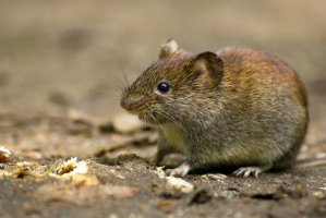 Hraboš polní (Microtus arvalis) – corlaffra / Shutterstock