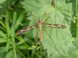 Tiplice obrovská (Tipula maxima) – Keith Hider / Shutterstock