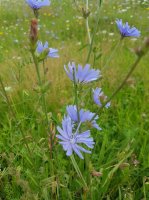 Čekanka obecná (Cichorium intybus) – Profimedia.cz