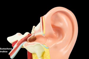 Model vnějšího a vnitřního ucha s Eustachovou trubicí – Ben Schonewille / Shuttesrock