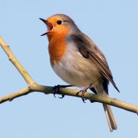 Zpívající červenka obecná (Erithacus rubecula) – Ger Bosma Photos / Shutterstock
