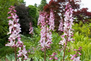 Třemdava bílá (Dictamnus albus) – Nicolette_Wollentin / Shutterstock