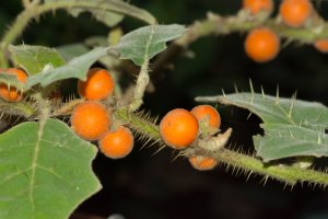Lilek quitoenský (Solanum quitoense), detail rostliny s listy a plody – Fitawoman / Shutterstock
