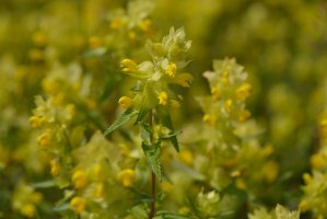 Kokrhel luštinec (Rhinanthus alectorolophus) – Karina Jaehne / Shutterstock