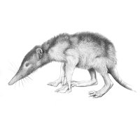 Štětinatec (Solenodon), černobílá ilustrace – Kateryna Kalynichenko / Shutterstock
