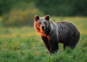 Medvěd hnědý (Ursus arctos) na louce – Piotr Krzeslak / Shutterstock