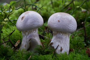 Pavučinec kozlí (Cortinarius traganus) – igor.kramar.shots / Shutterstock