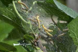 Housenky předivky ovocné (Yponomeuta padella) – VVN77 / Shutterstock