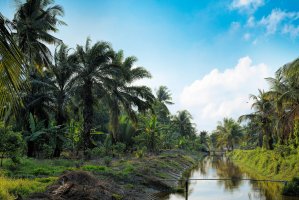Pěstování palmy olejné (Elaeis guineensis), Indonésie – tristan tan / Shutterstock