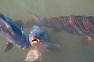 Kapr – yarne fiten / Unsplash