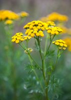Vratič obecný (Tanacetum vulgare) – rootstock / Shutterstock