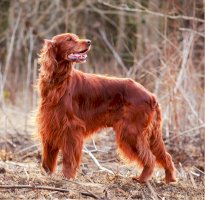 Irský setr, červený – DragoNika / Shutterstock