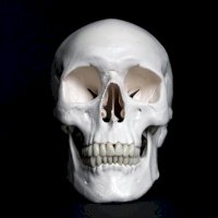 Lidská lebka, čelní pohled – Anne Nygård / Unsplash