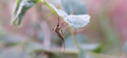 Komár pisklavý (Culex pipiens) – Nikul6533 / Shutterstock