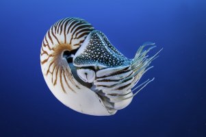 Loděnka hlubinná (Nautilus pompilius) – wildestanimal / Shutterstock