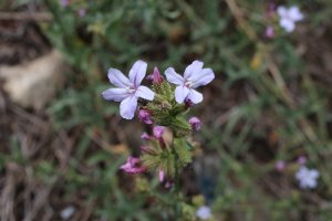 Olověnec evropský (Plumbago europaea) – Vankich1 / Shutterstock