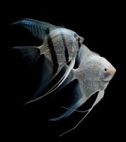 Skalára amazonská (Pterophyllum scalare) z čeledi cichlid – bluehand / Shutterstock