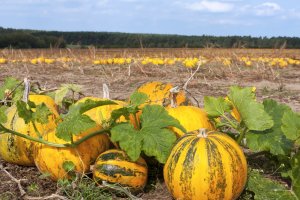 Tykev jedlá (Cucurbita pepo) – photolike / Shutterstock