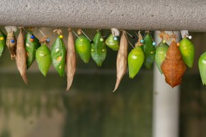 Různé motýlí kukly v umělém odchovu – inge-klikt / Shutterstock