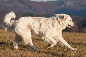 Slovenský čuvač – Lenkadan / Shutterstock