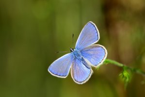 Modrásek jehlicový (Polyommatus icarus) – Jordi Jornet / Shutterstock