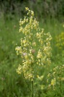 Žluťucha menší (Thalictrum minus) – Vankich1 / Shutterstock