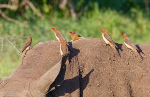 Klubák červenozobý (Buphagus erythrorhynchus) – selim kaya photography / Shutterstock