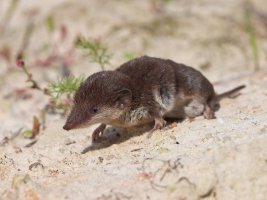 Bělozubka bělobřichá (Crocidura leucodon) v přirozeném prostředí – Rudmer Zwerver / Shutterstock