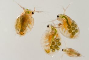 Perloočky (Daphnia) – thatmacroguy / Shutterstock