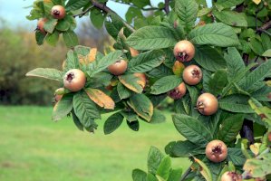 Mišpule německá (Mespilus germanica) – marcovarro / Shutterstock