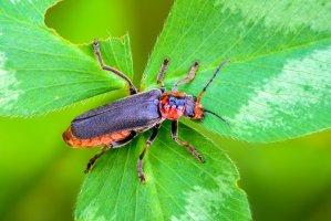 Páteříček sněhový (Cantharis fusca) – Korovin Aleksandr / Shutterstock