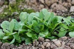 Kozlíček polníček (Valerianella locusta) – Landrausch / Shutterstock