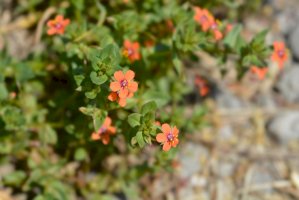 Drchnička rolní (Anagallis arvensis) – Iva Villi / Shutterstock