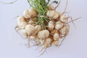 Pachyrhizus erosus, jedlé hlízy – Janthiwa Sutthiboriban / Shutterstock