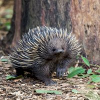 Ježura australská (Tachyglossus aculeatus) – Natalia Golovina / Shutterstock