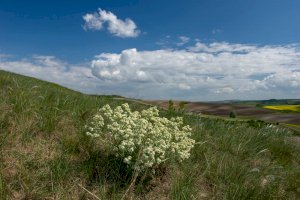 Katrán tatarský (Crambe tataria) – Miklos Greczi / Shutterstock
