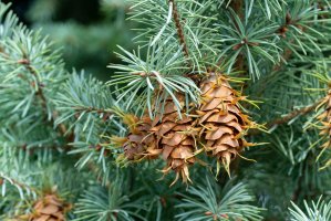 Douglaska tisolistá (Pseudotsuga menziesii), detail větvičky se šiškami – Vilor / Shutterstock