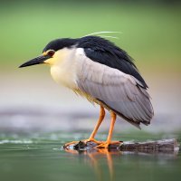 Kvakoš noční (Nycticorax nycticorax) – Ondrej Prosicky / Shutterstock