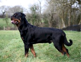 Rotvajler – Miroslav Cik / Shutterstock