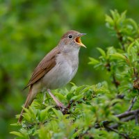 Slavík obecný (Luscinia megarhynchos) – Karel Zahradka / Shutterstock