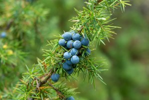Jalovec obecný (Juniperus communis) – Adam Radosavljevic / Shutterstock