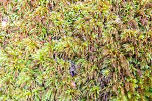 Mechorost drabík stromový (Climacium dendroides) – Aleksandra Tokarz / Shutterstock