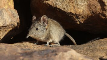 Bércoun africký (Macroscelides proboscideus) – Daniel Danckwerts / Shutterstock
