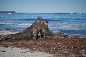 Rypouš sloní (Mirounga leonina) – JeremyRichards / Shutterstock