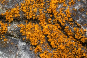 Řasa Trentepohlia aurea, rostoucí na skále – sasimoto / Shutterstock