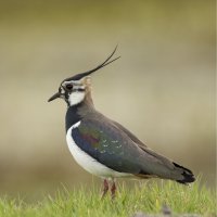 Čejka chocholatá (Vanellus vanellus) – Marco Rolleman / Shutterstock